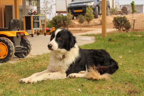 תמונה 8 ,כלבים בורדר קולי   בורדר קולי למכירה בחוות טליה 