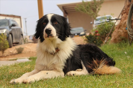 תמונה 7 ,כלבים בורדר קולי   בורדר קולי למכירה בחוות טליה 