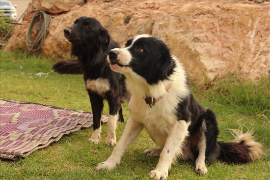 תמונה 5 ,כלבים בורדר קולי   בורדר קולי למכירה בחוות טליה 