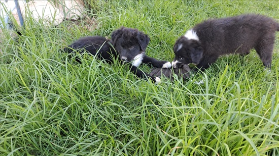 תמונה 4 ,כלבים בורדר קולי   בורדר קולי למכירה בחוות טליה 