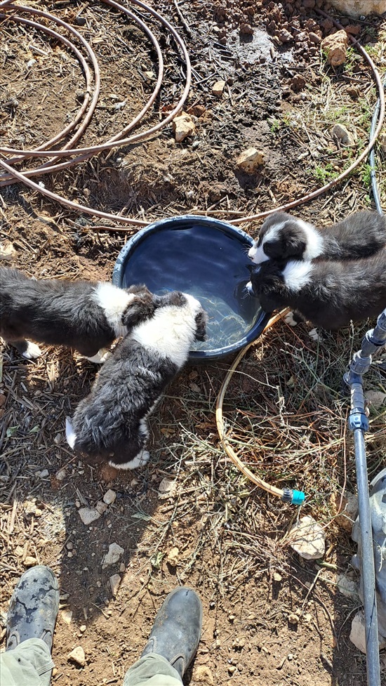 תמונה 2 ,כלבים בורדר קולי   בורדר קולי למכירה בחוות טליה 