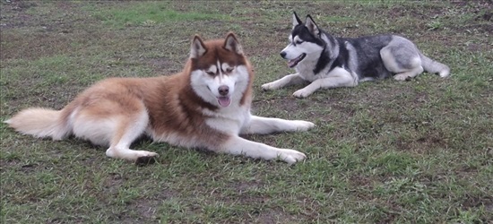 תמונה 3 ,כלבים האסקי סיביר   גורי אסקי סיבירי למכירה במעלות-תרשיחא