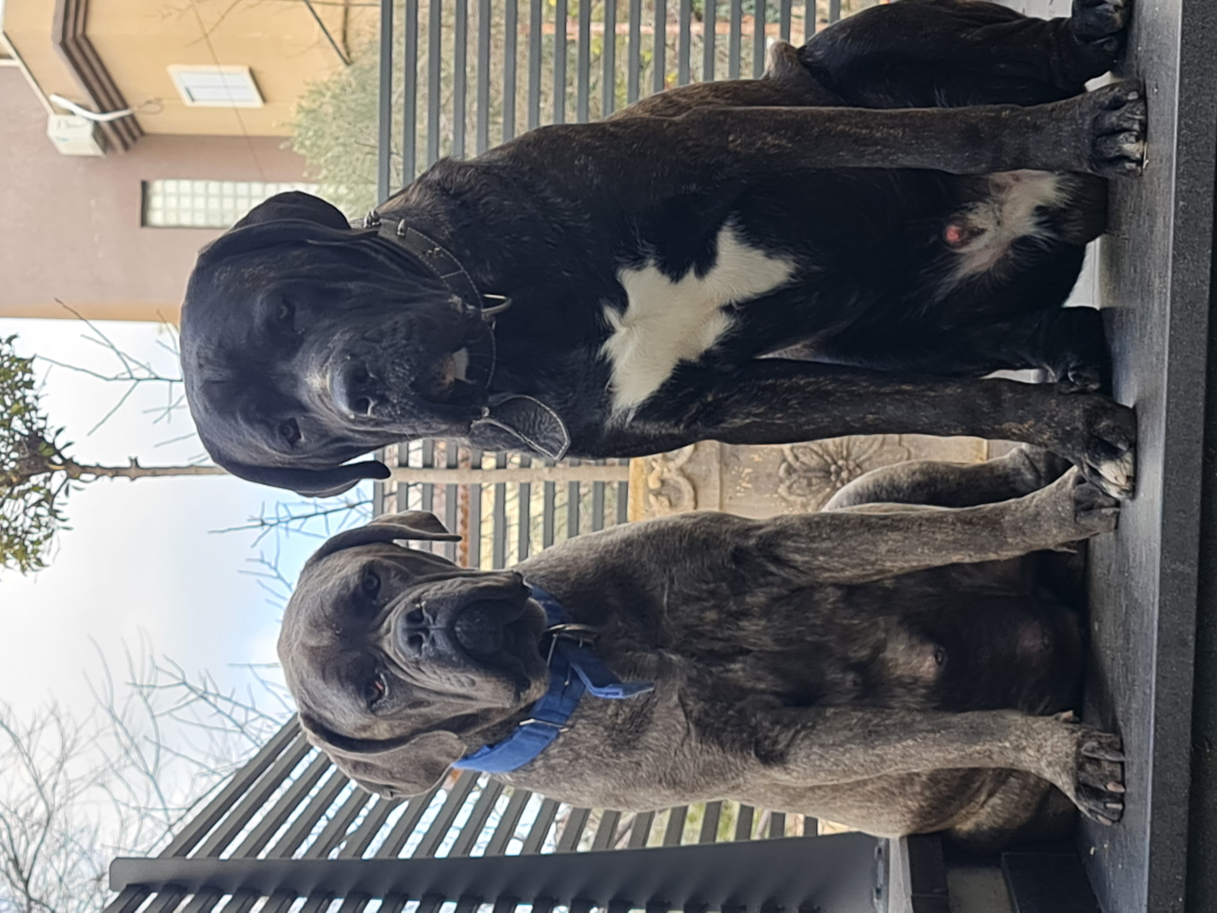 תמונה 3 ,כלבים קאנה קורסו   כלבים למכירה בפקיעין