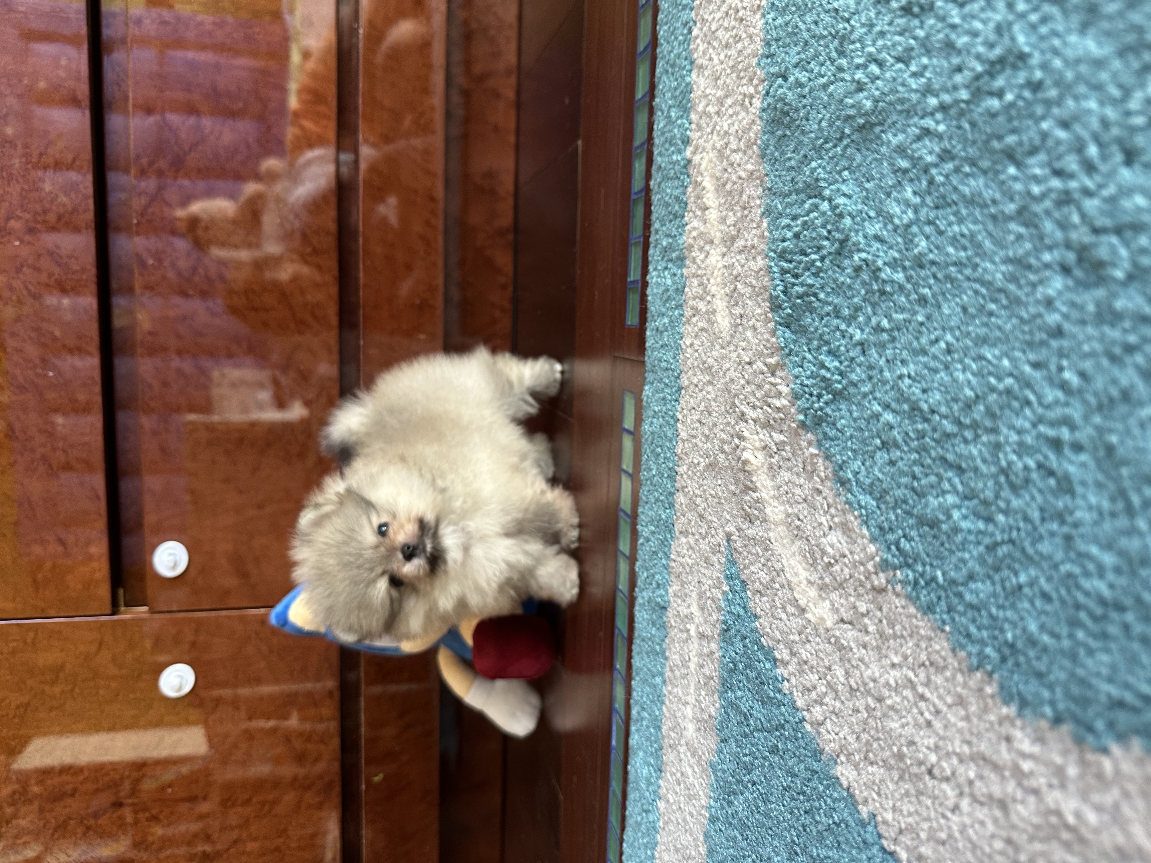 תמונה 5 ,כלבים פומרניאן   pomeranian למכירה בחולון