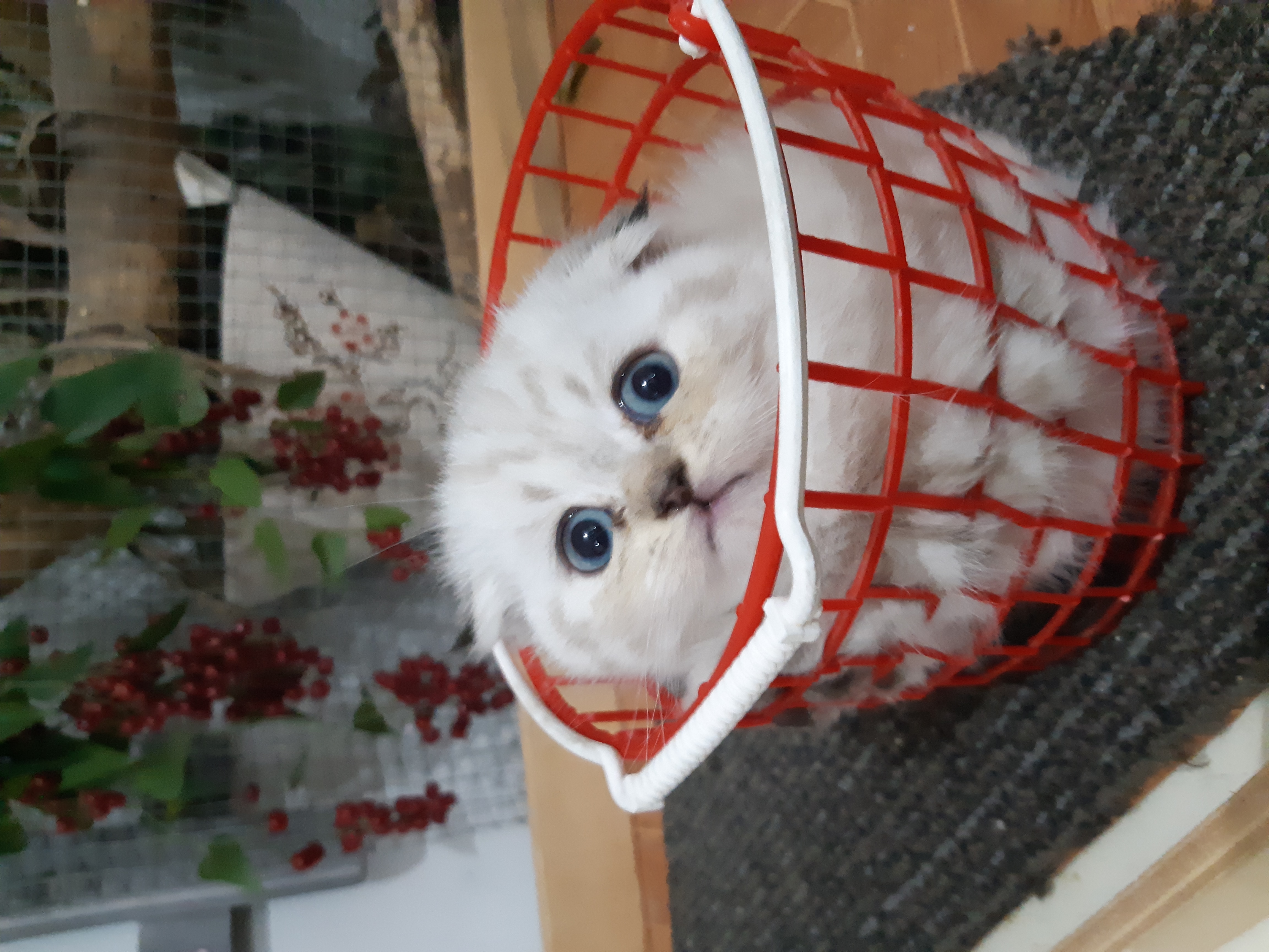 תמונה 3 ,חתולים Scotish Fold   גורים למכירה בקרית גת