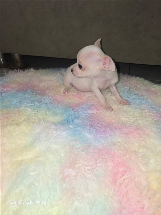 תמונה 2, כלבים | צ`יוואווה   | ציוואווה למכירה בחדרה