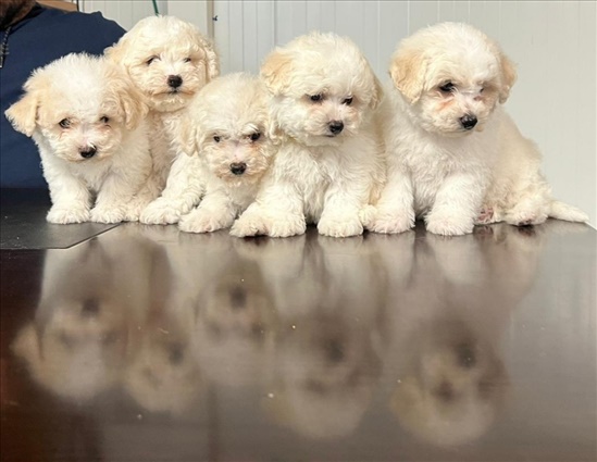 תמונה 1 ,כלבים בישון פריזה   בישון פריזה למכירה בראשון לציון