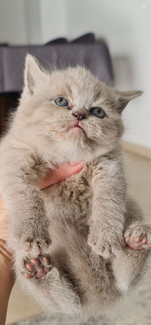 תמונה 1 ,חתולים בריטי קצר שיער   חתול בריטי למכירה בעכו