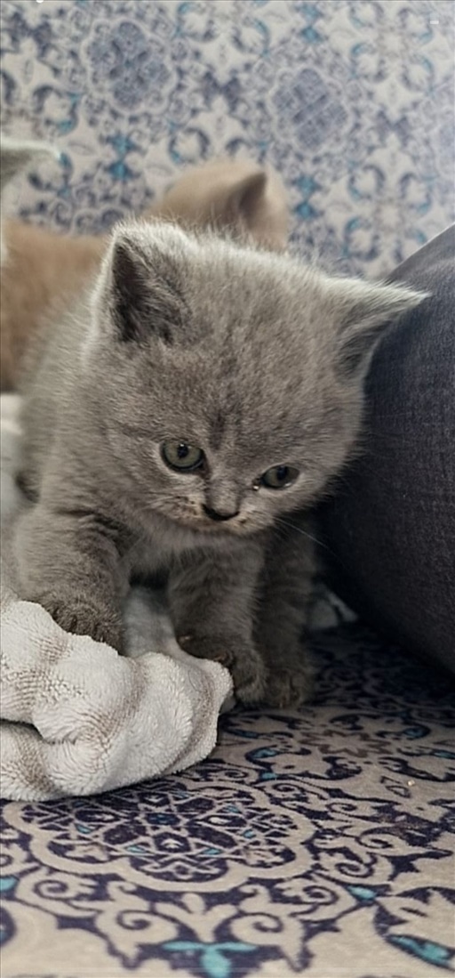 תמונה 2 ,חתולים בריטי קצר שיער   חתול בריטי למכירה בעכו