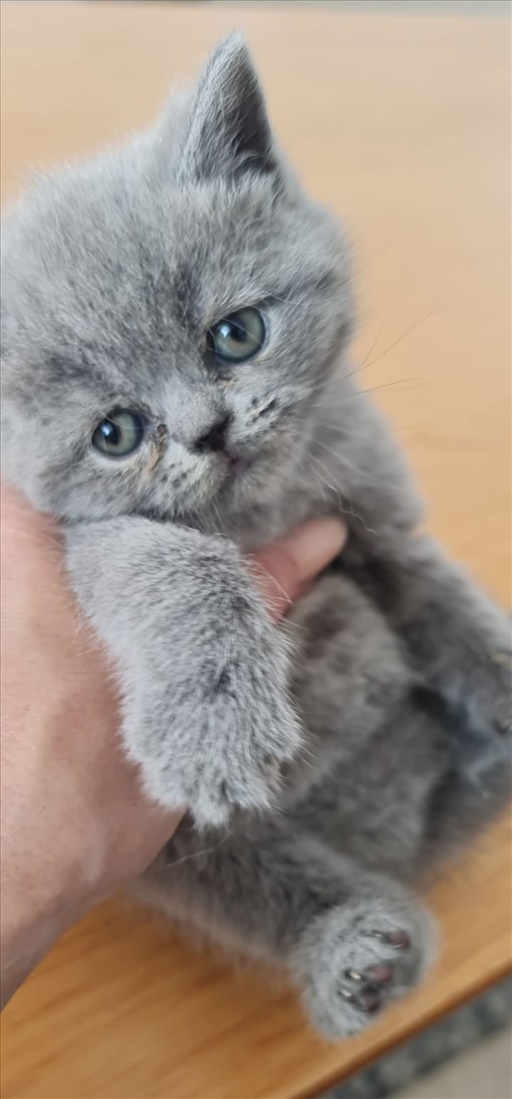 תמונה 6 ,חתולים בריטי קצר שיער   חתול בריטי למכירה בעכו