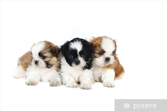 תמונה 1 ,כלבים שי צו   שיצו למכירה בקוממיות