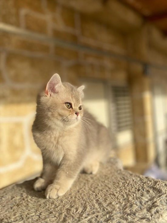 תמונה 1 ,חתולים Scotish Fold   מארס למכירה בקרית מוצקין