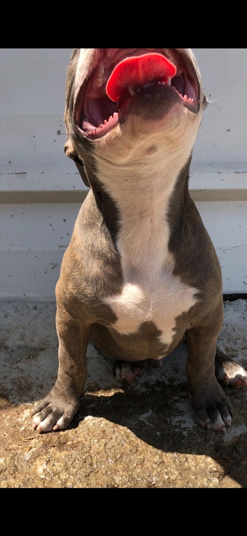 תמונה 3 ,כלבים אחר   אמריקן בולי פוקט למכירה בקרית טבעון