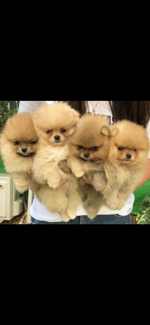 תמונה 1 ,כלבים פומרניאן   פומרניאן למכירה במושב עבדון