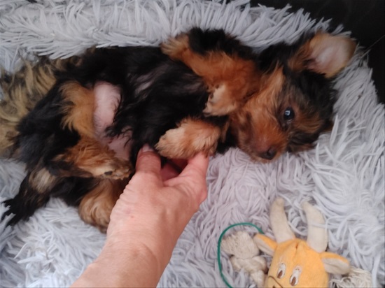 תמונה 5 ,כלבים יורקשייר טרייר   בן  למכירה ביוקנעם עילית