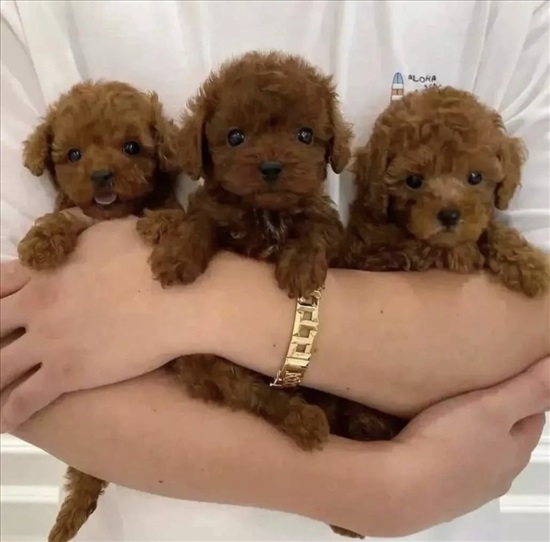 תמונה 4 ,כלבים פודל   גורי פודל טוי/ננסי למכירה בטבריה