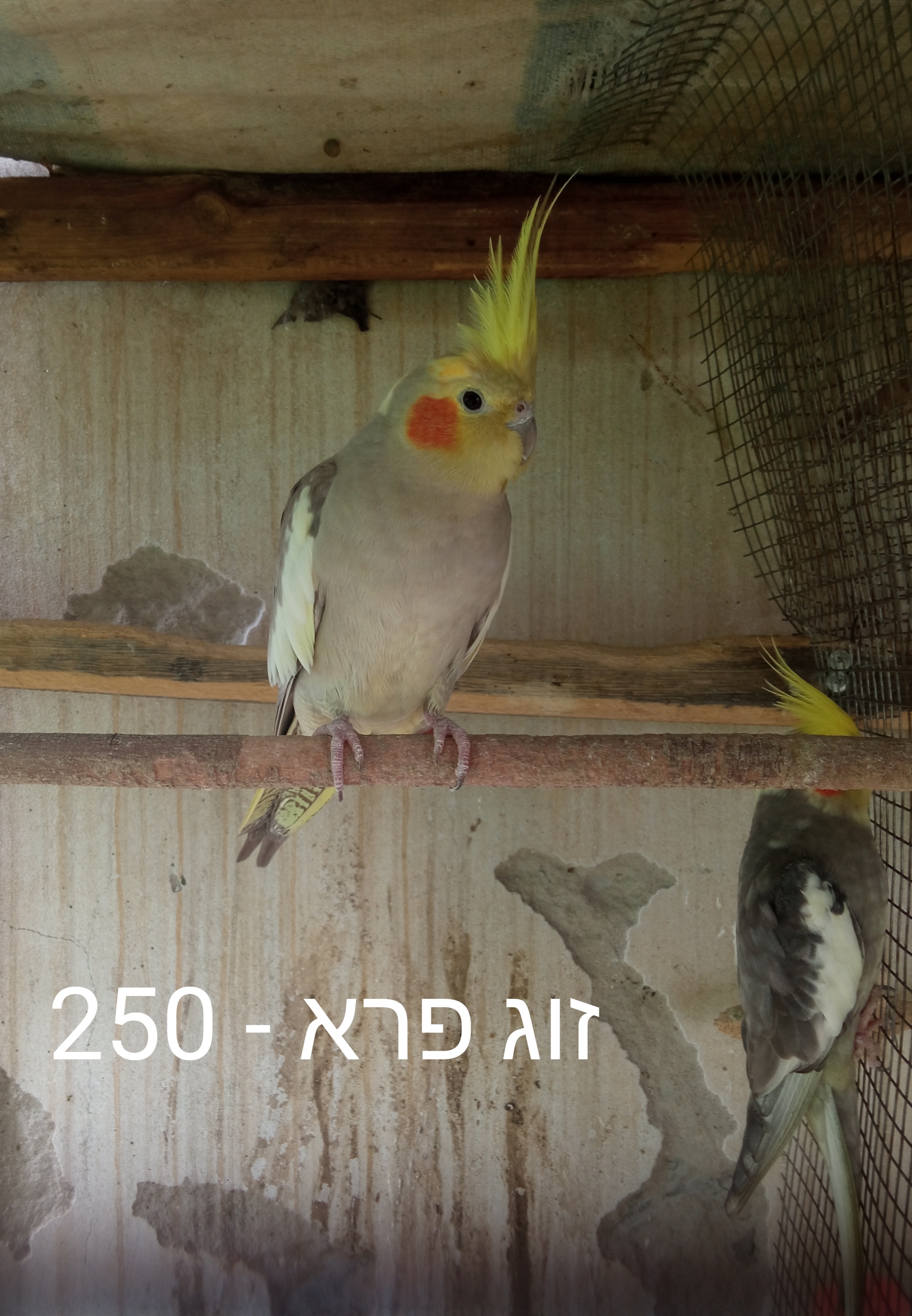 תמונה 5 ,תוכים ובעלי כנף קוקוטייל   קוקוטייל האכלת יד למכירה בכפר סבא