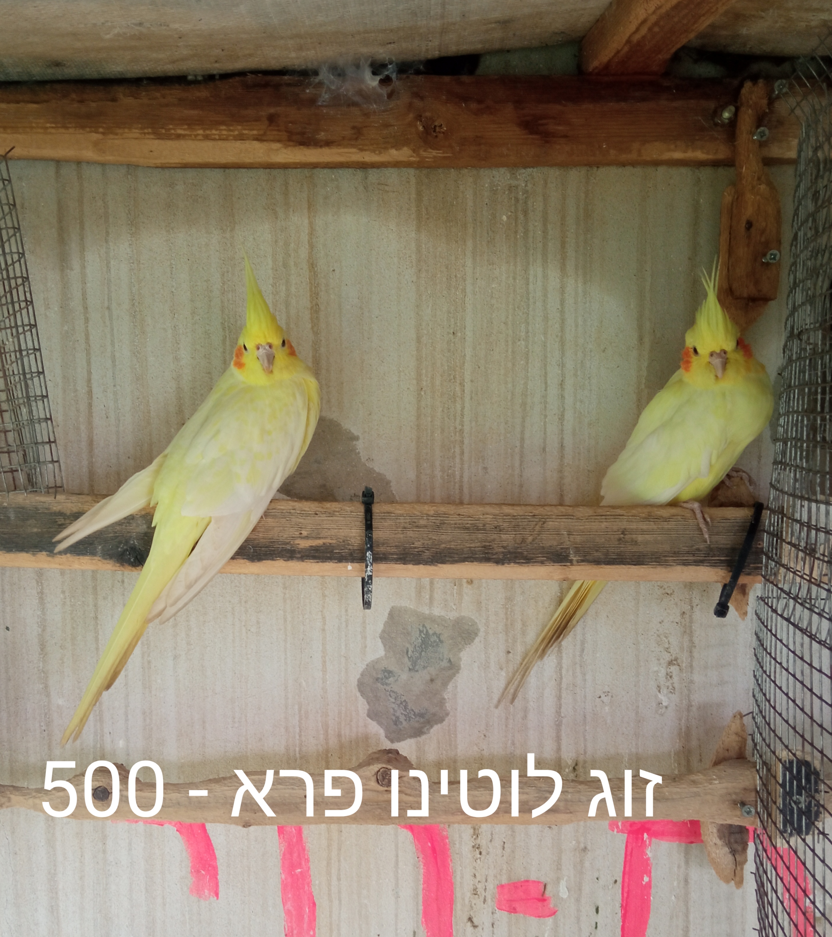 תמונה 6 ,תוכים ובעלי כנף קוקוטייל   קוקוטייל האכלת יד למכירה בכפר סבא