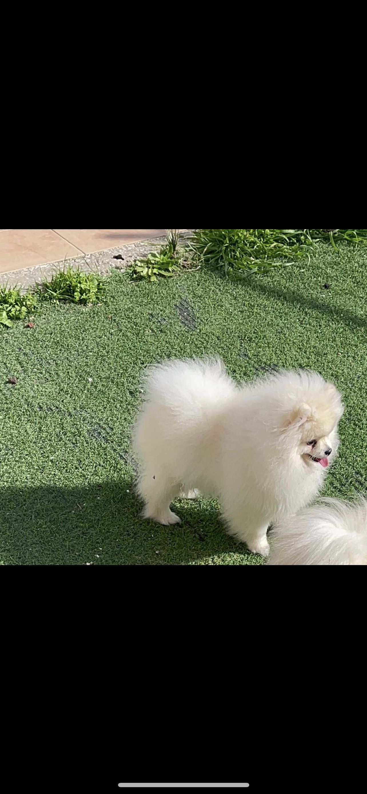 תמונה 1 ,כלבים פומרניאן   פומרניין לבן פרווה כפולה למכירה ב