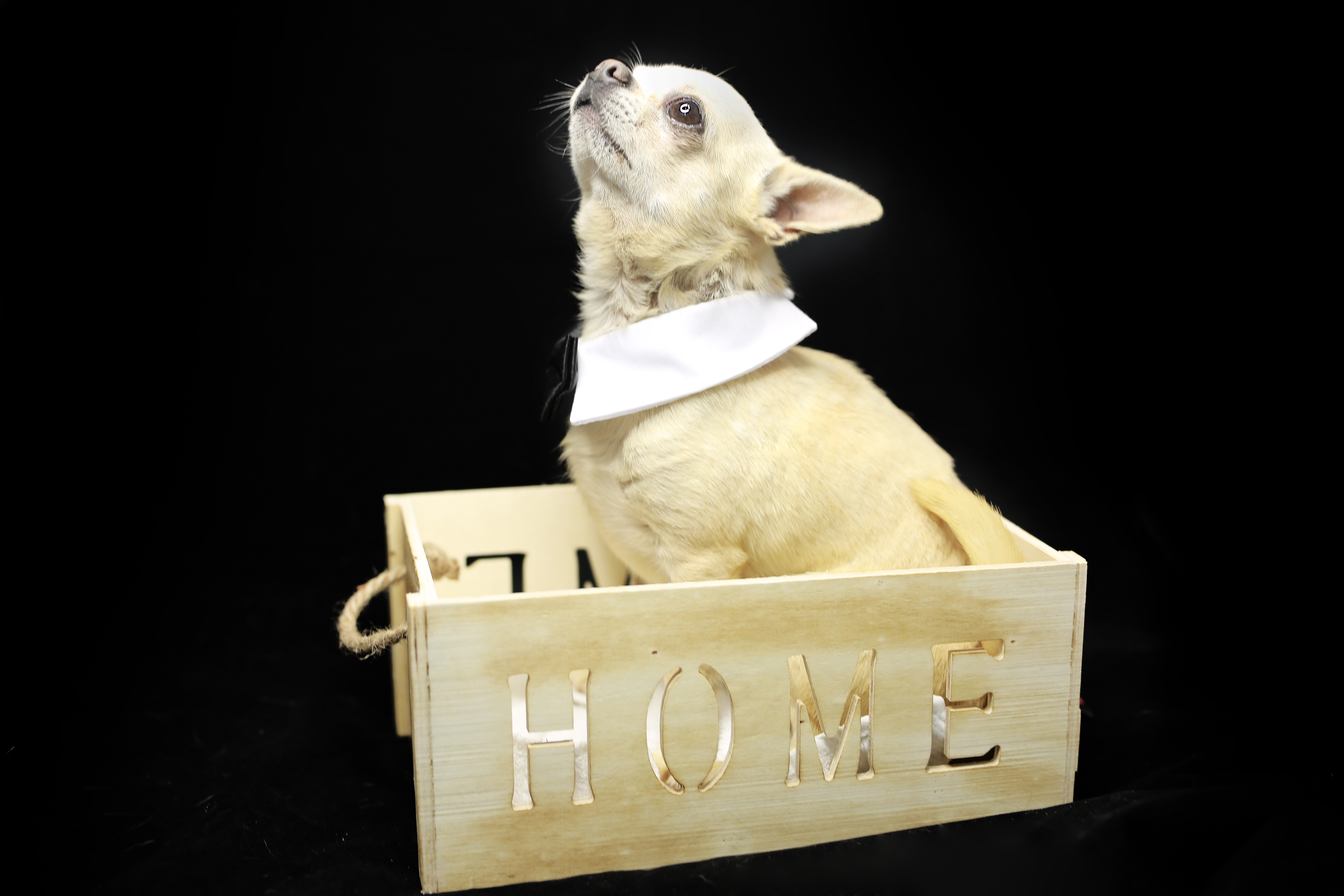 תמונה 8 ,כלבים צ`יוואווה   אפרודיטה למכירה באשקלון