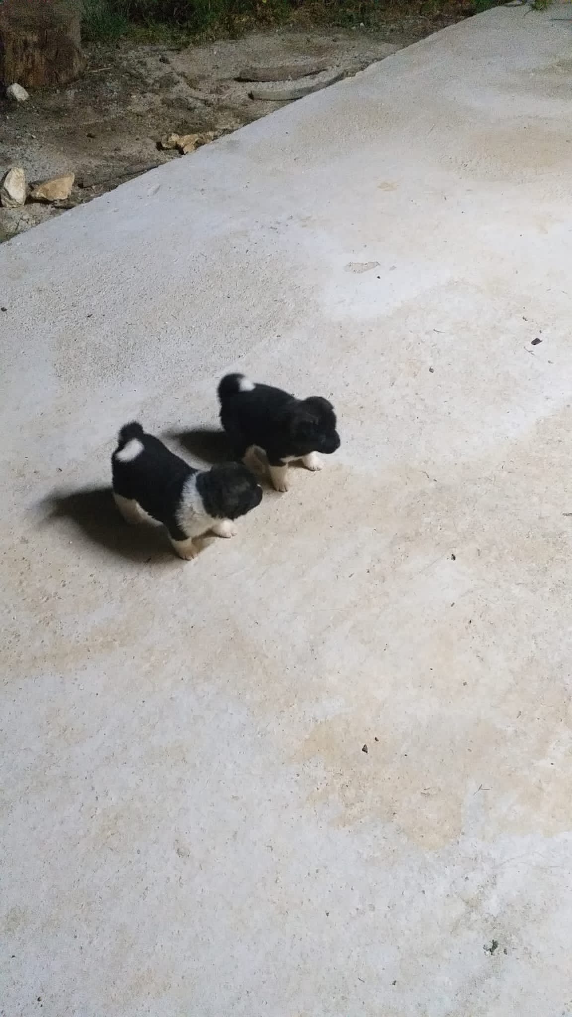 תמונה 1 ,כלבים אקיטה אמריקאי   אקיטה למכירה בדלית אל כרמל