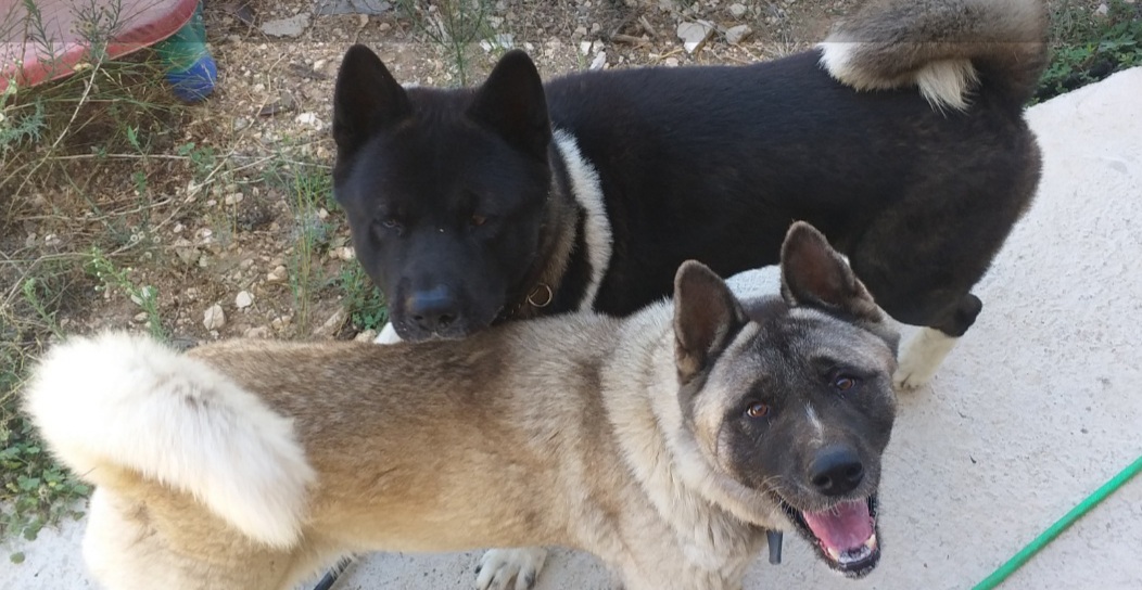 תמונה 3 ,כלבים אקיטה אמריקאי   אקיטה למכירה בדלית אל כרמל