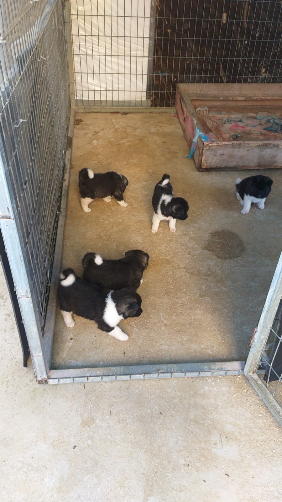 תמונה 4 ,כלבים אקיטה אמריקאי   אקיטה למכירה בדלית אל כרמל