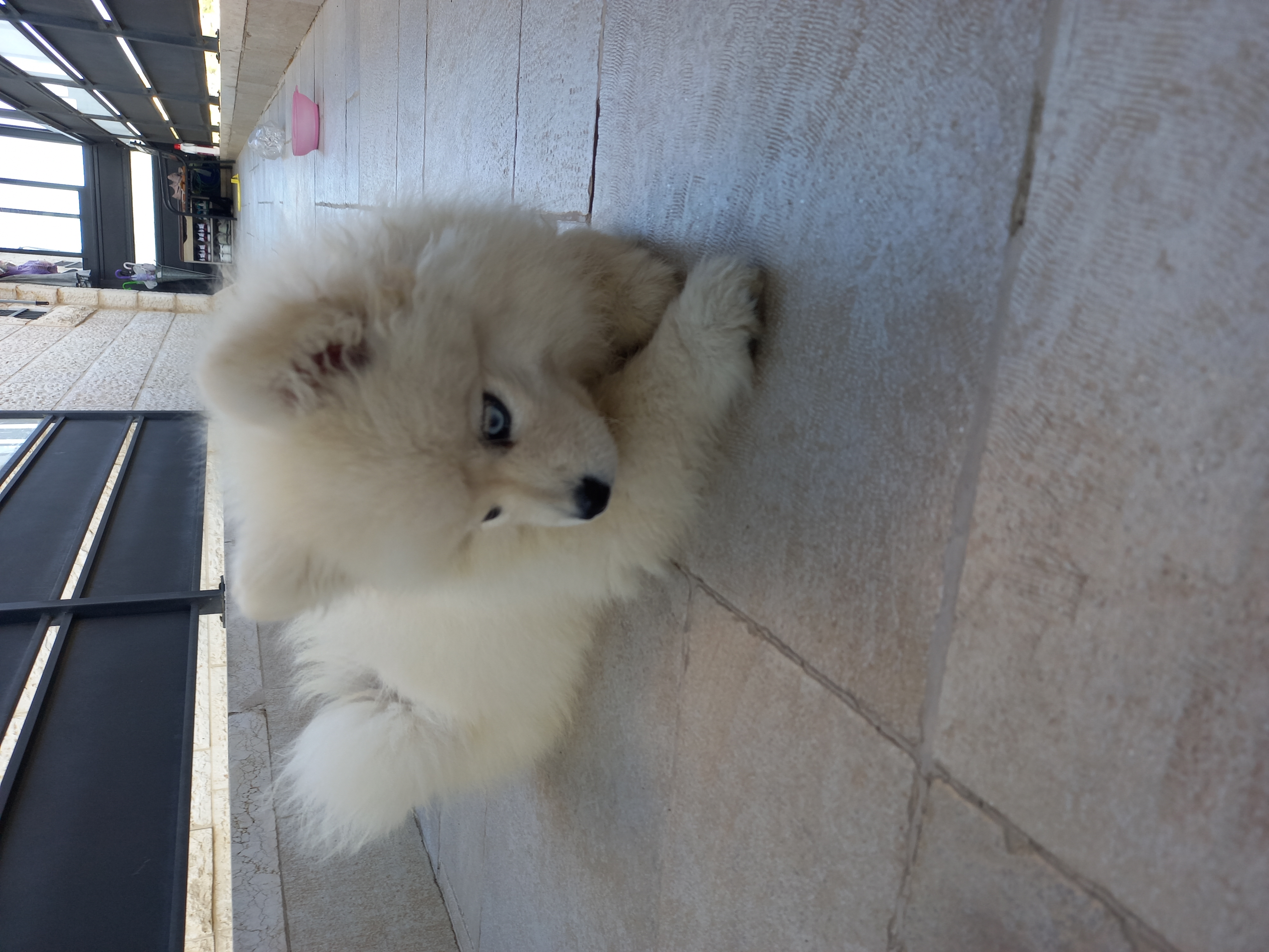 תמונה 5 ,כלבים פומרניאן   קאי פומסקי למכירה בירושלים