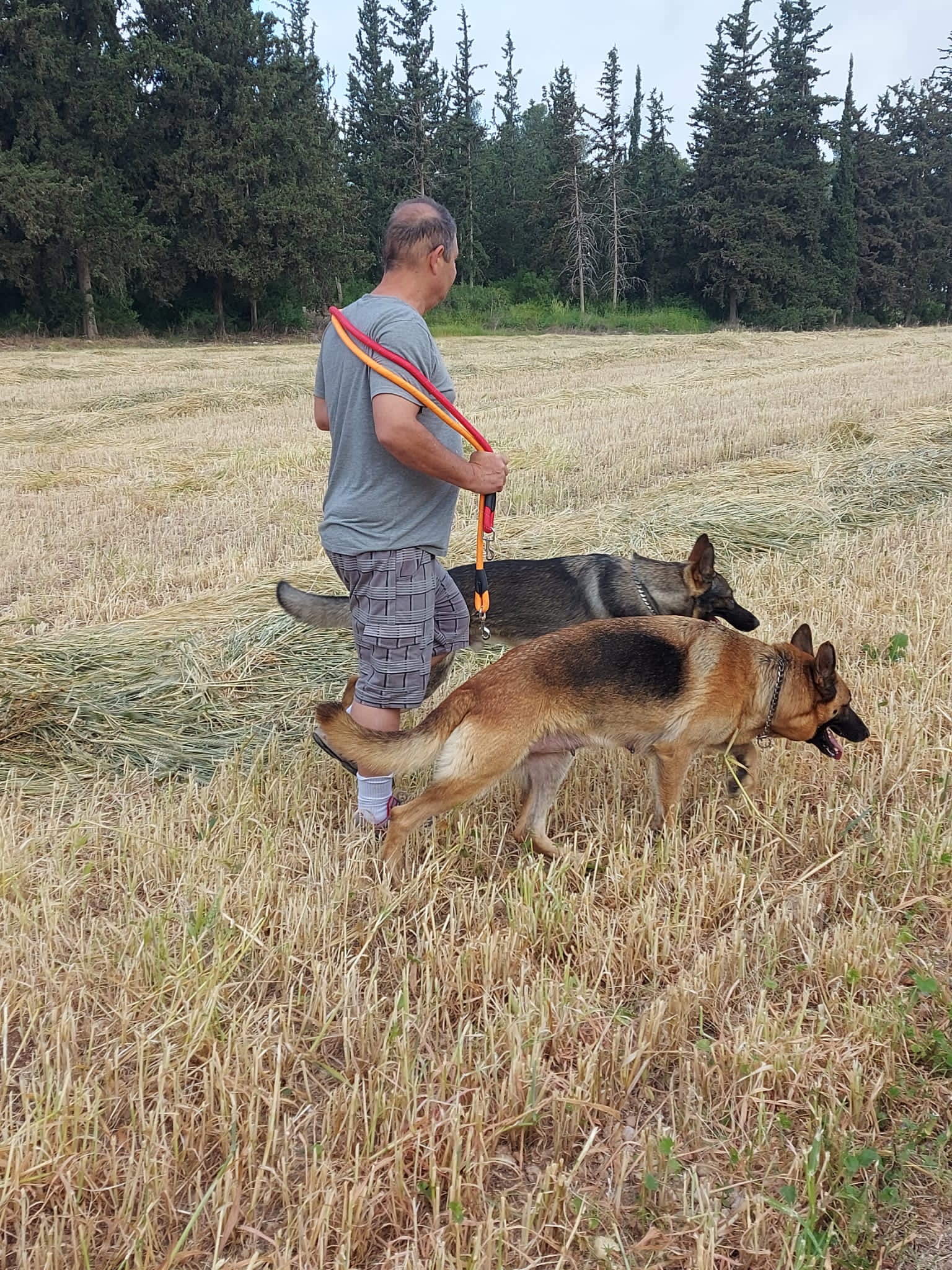 תמונה 3 ,כלבים רועה גרמני   רועה גרמני גורים הורים במקום למכירה במודיעין-מכבים-רעות