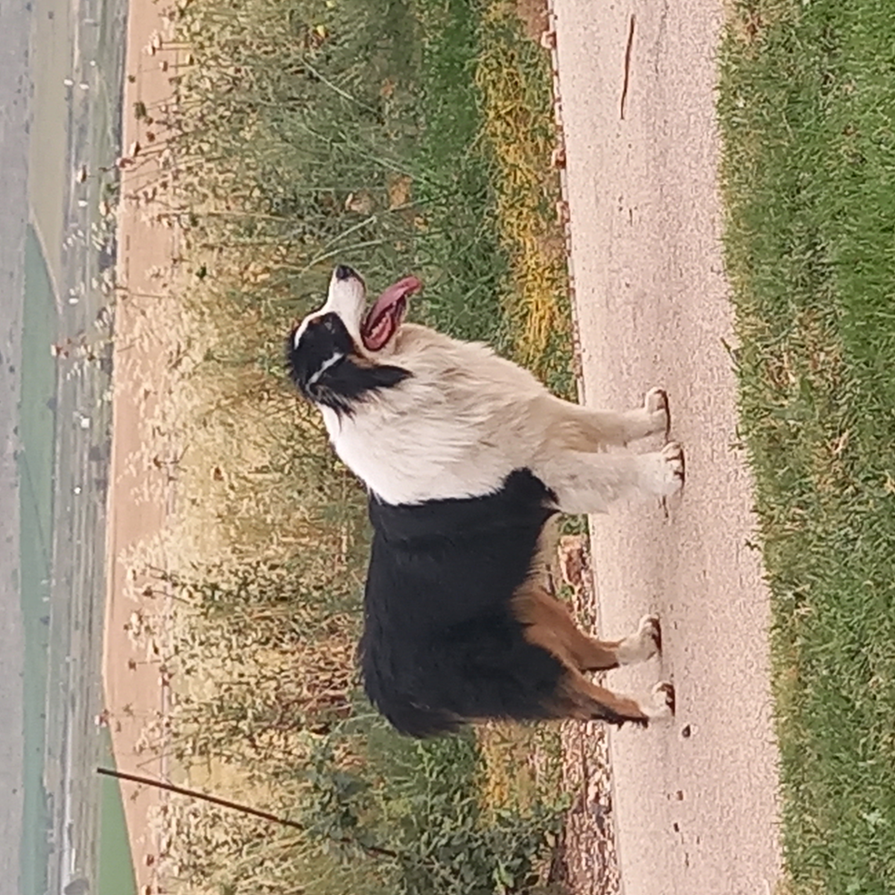 תמונה 2 ,כלבים רועה אוסטרלי   שימי לשידוך בתל יוסף