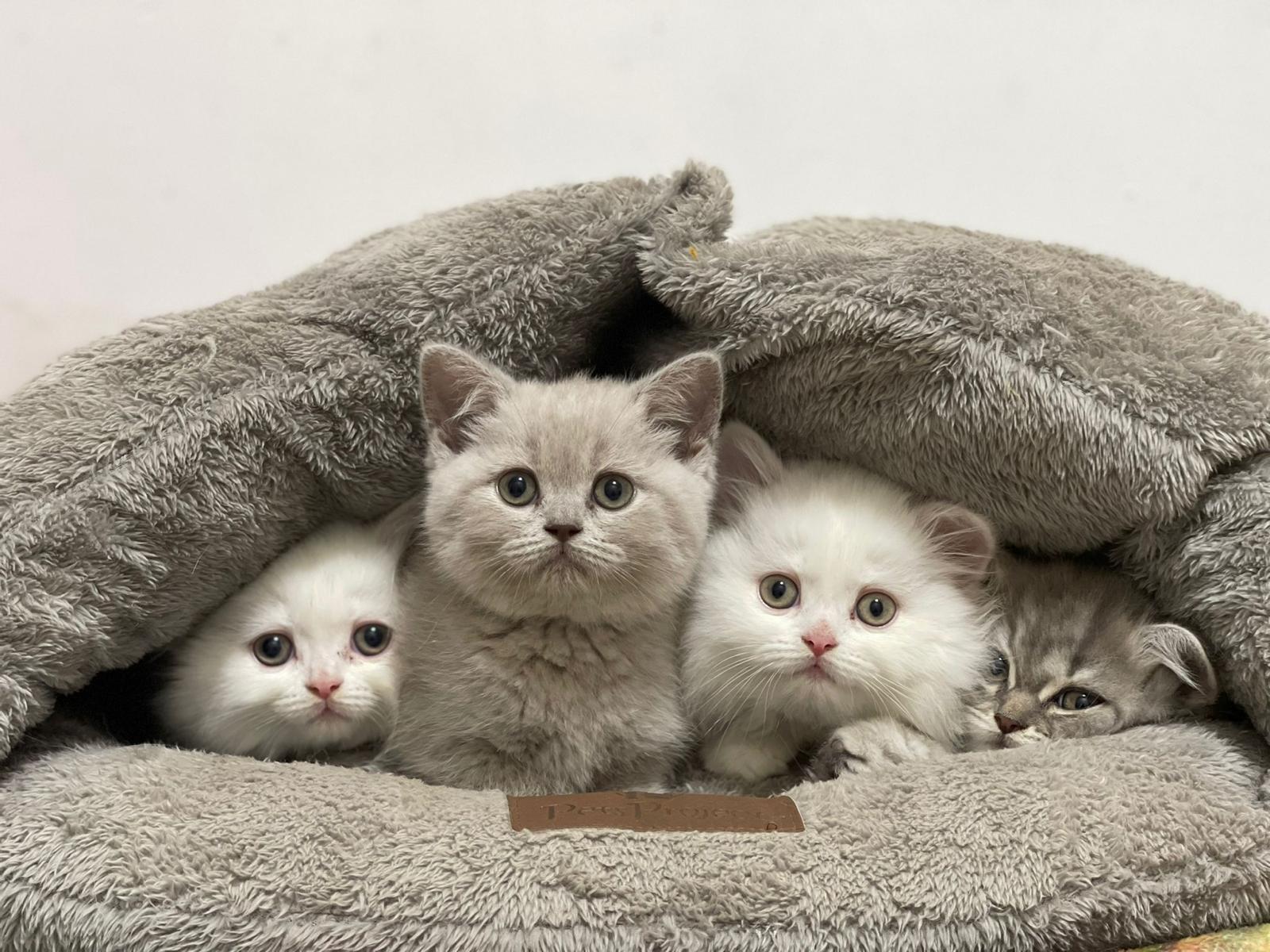 תמונה 1 ,חתולים סקוטי   סוכר למכירה באום אל-פחם