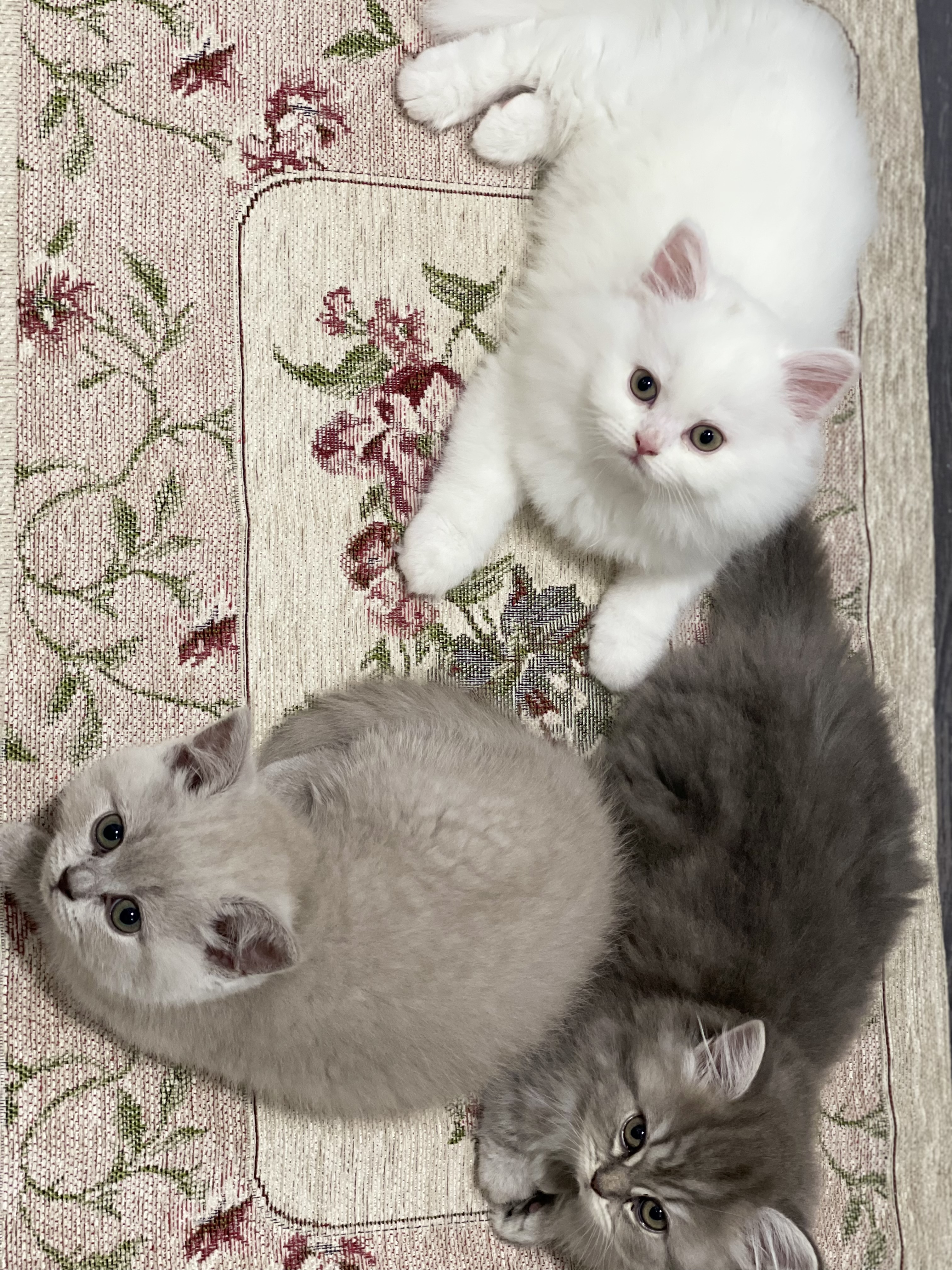 תמונה 3 ,חתולים סקוטי   סוכר למכירה באום אל-פחם