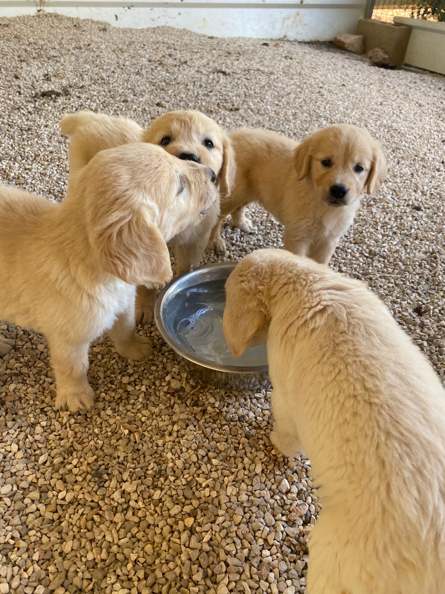 תמונה 3 ,כלבים גולדן רטריבר   גולדן למכירה בעכו