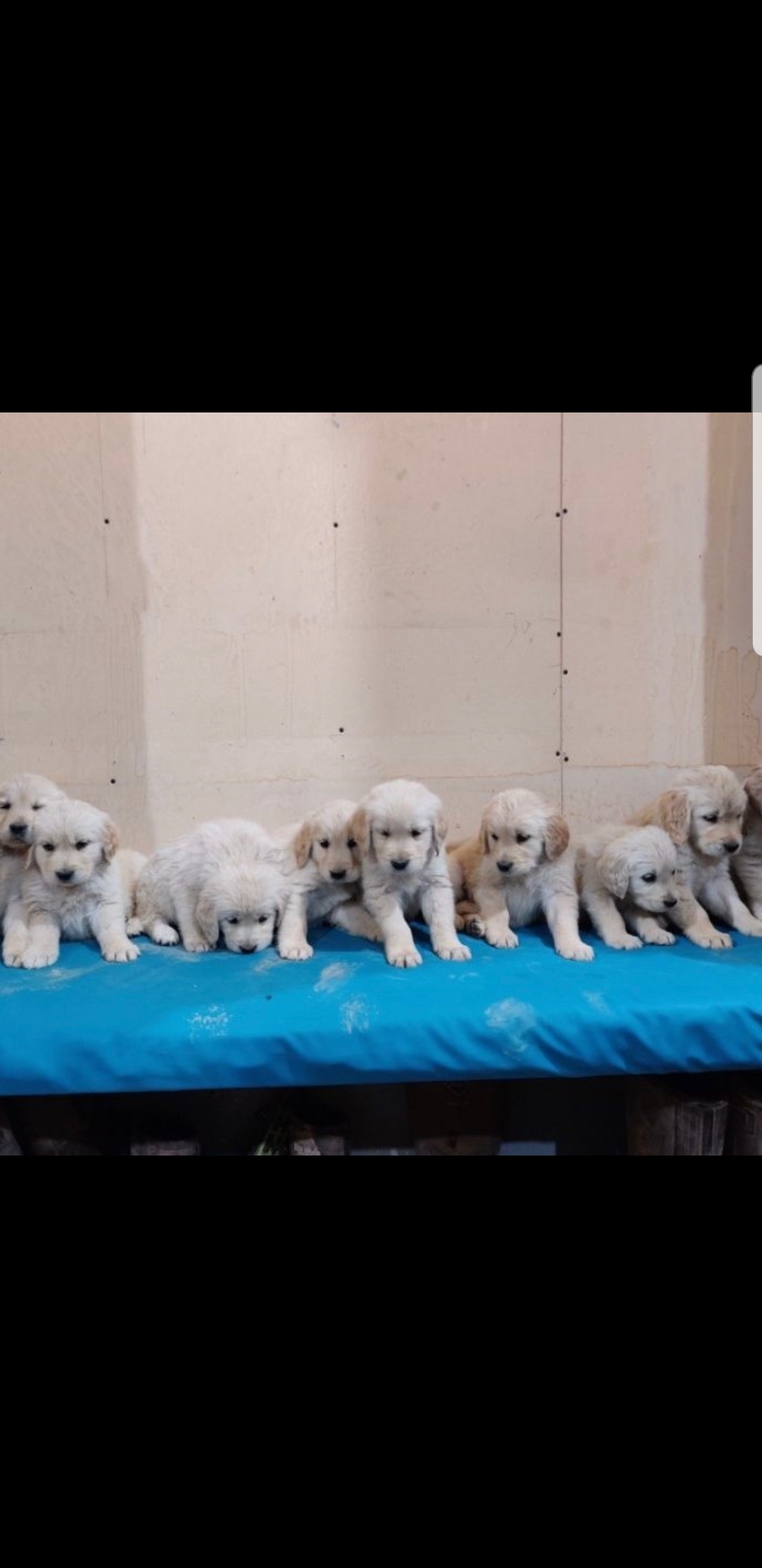 תמונה 3 ,כלבים גולדן רטריבר   גולדן רטריבר למכירה בעפולה