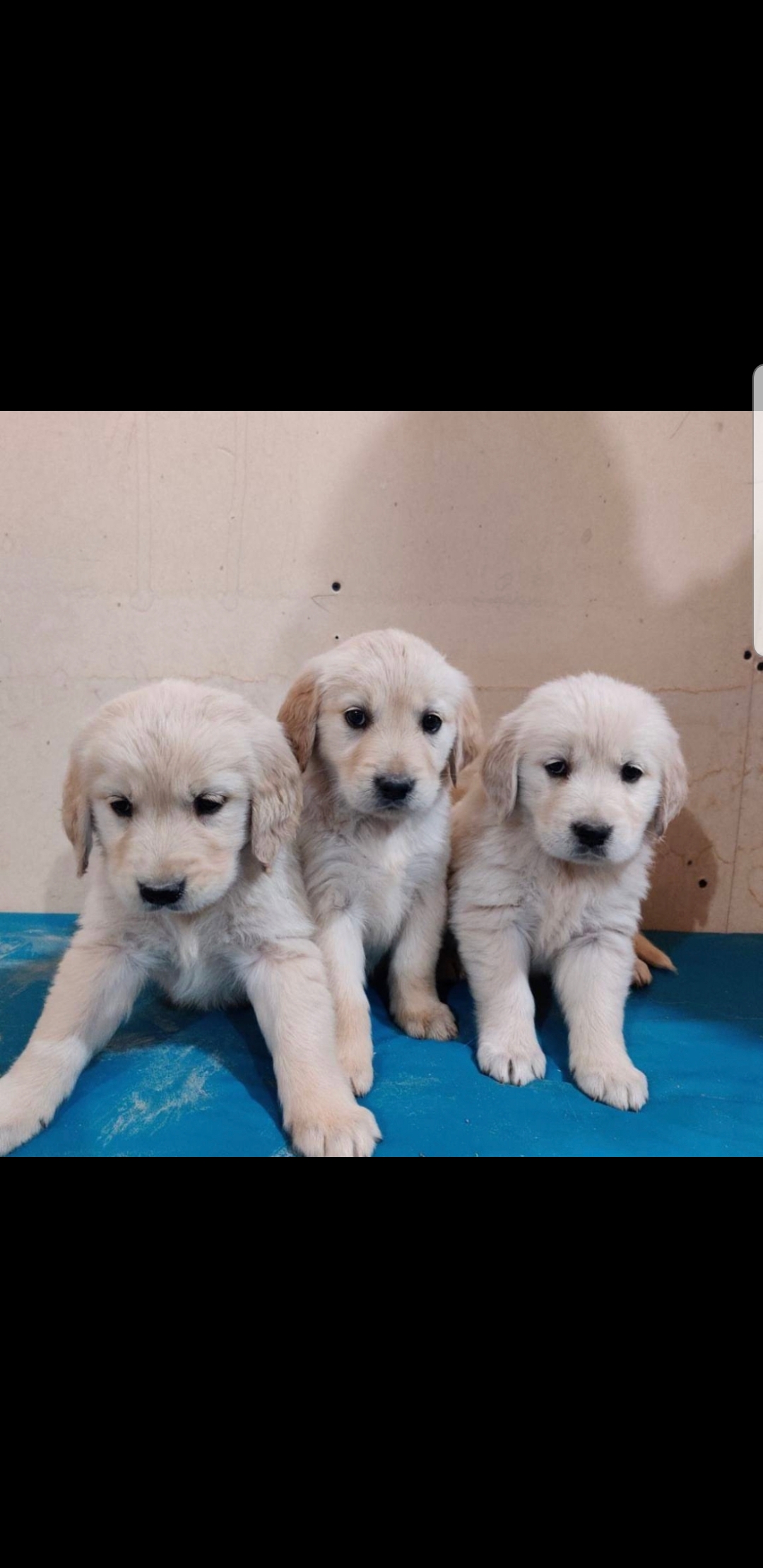 תמונה 4 ,כלבים גולדן רטריבר   גולדן רטריבר למכירה בעפולה