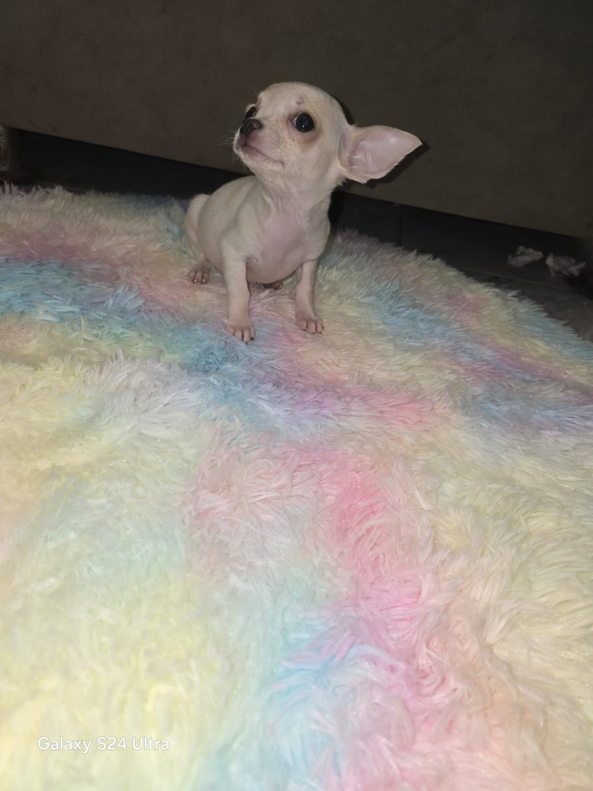 תמונה 1, כלבים | צ`יוואווה   | ציוואווה למכירה בחדרה