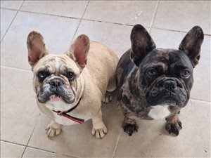 כלבים בולדוג צרפתי  