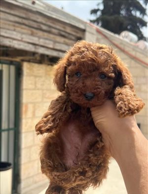 כלבים פודל טוי ים המלח והבקעה 