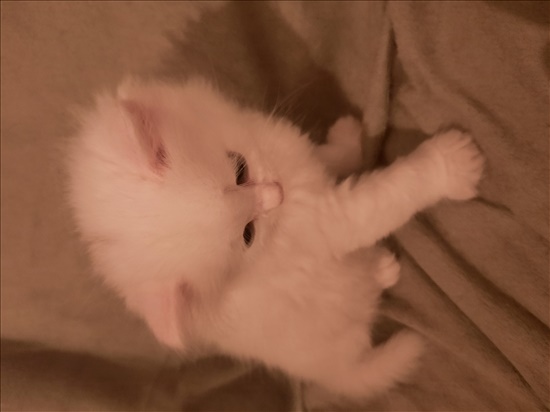 בלינזי,נולדו ב5.04.22 חתולים - אנגורה 