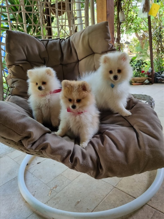 תמונה 5 ,כלבים פומרניאן   גורים למכירה בכרמיה