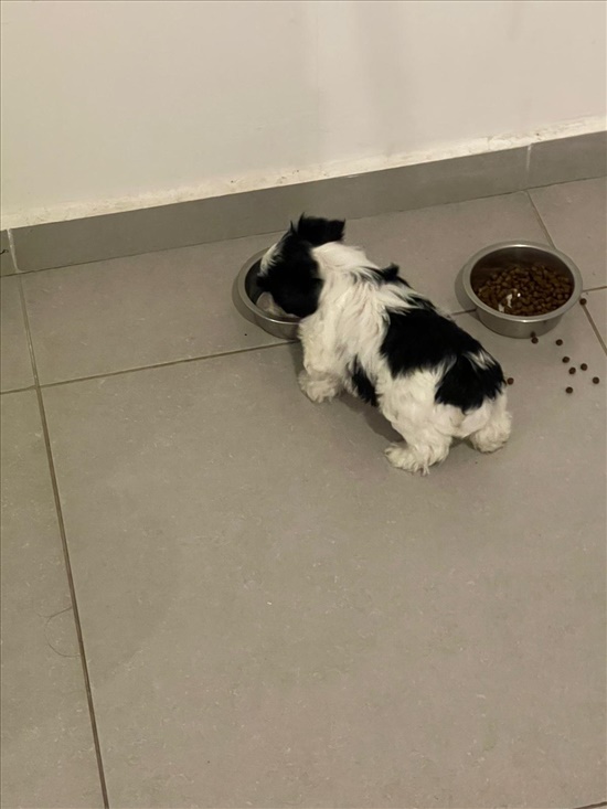 תמונה 3 ,כלבים יורקשייר טרייר   גור יוקשר בן חודשיים ושבוע  למכירה בחולון