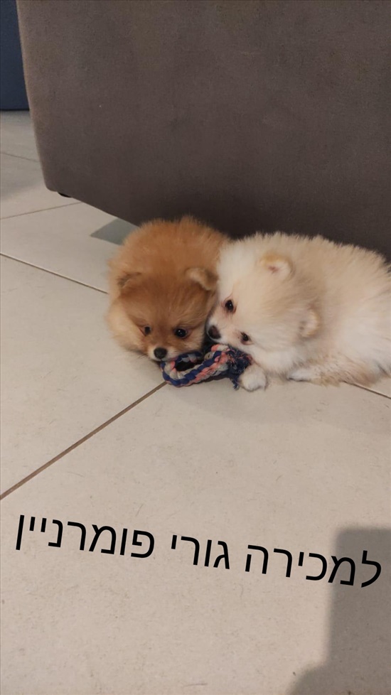 תמונה 2 ,כלבים פומרניאן   פומרניין למכירה בקציר-חריש