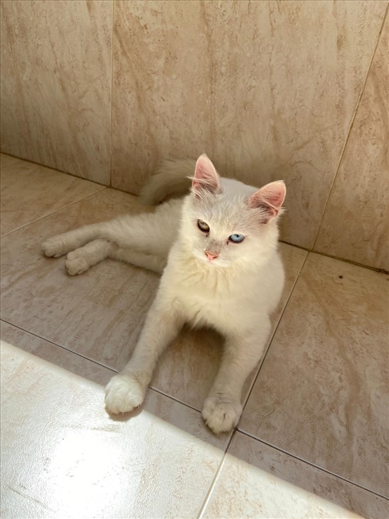 תמונה 1 ,חתולים אחר   ריוון למכירה בעכו