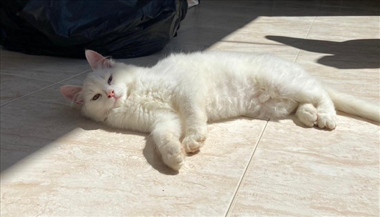 תמונה 2 ,חתולים אחר   ריוון למכירה בעכו