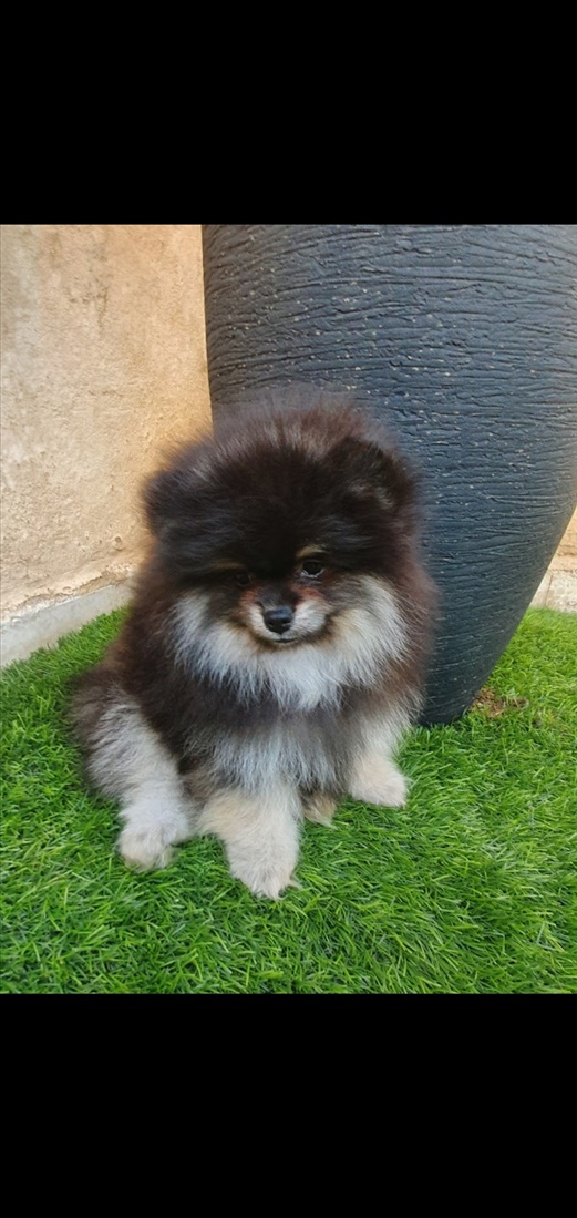 תמונה 1 ,כלבים פומרניאן   פומרניין למכירה בנתניה