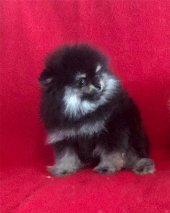 תמונה 1 ,כלבים פומרניאן   פומרניאן למכירה בהרצליה