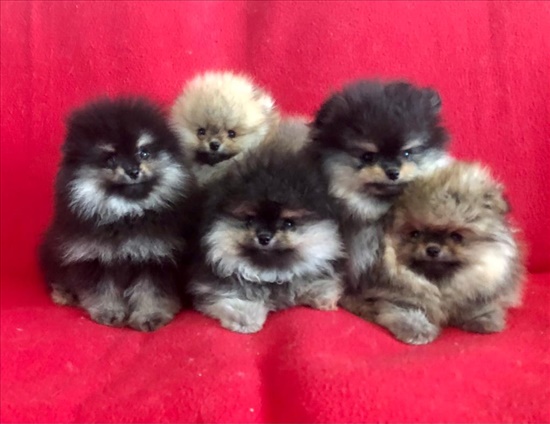 תמונה 2 ,כלבים פומרניאן   פומרניאן למכירה בהרצליה