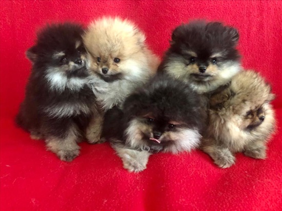 תמונה 4 ,כלבים פומרניאן   פומרניאן למכירה בהרצליה