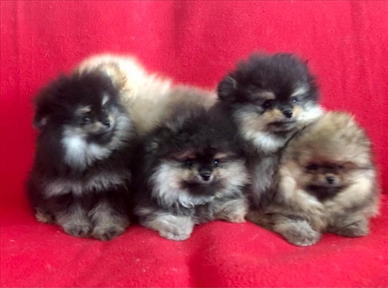 תמונה 5 ,כלבים פומרניאן   פומרניאן למכירה בהרצליה