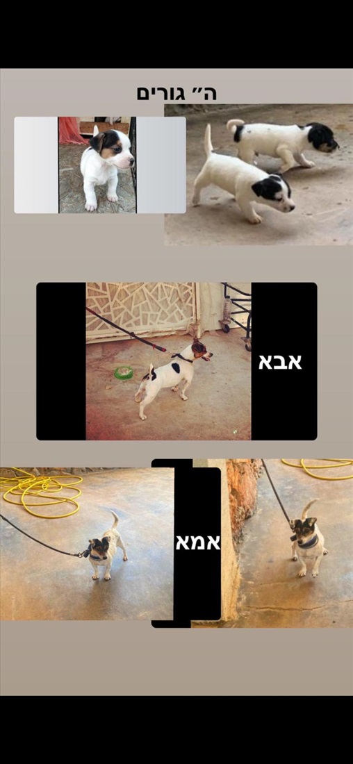 תמונה 2 ,כלבים גק ראסל טרייר   גורי למכירה במגאר